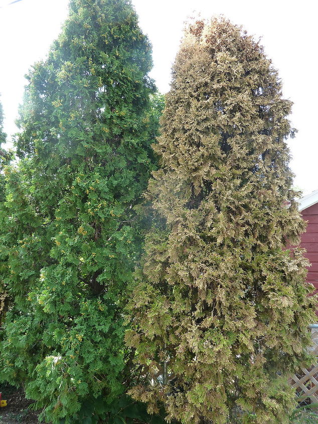q can these trees be saved, gardening