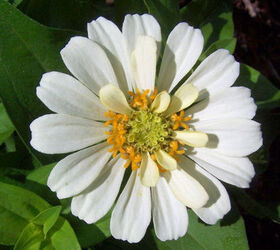 the gardening cook is part of a 12 garden hop, flowers, gardening, Just one of many zinnia plants in flower