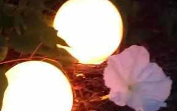 Lighted Garden Globes with Moon Flower Vine.