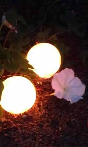 lighted garden globes with moon flower vine, flowers, gardening, lighting, Lighted garden globes and moon flower vine