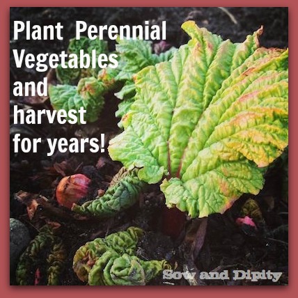 plant perennial vegetables and harvest for years, flowers, gardening, perennials