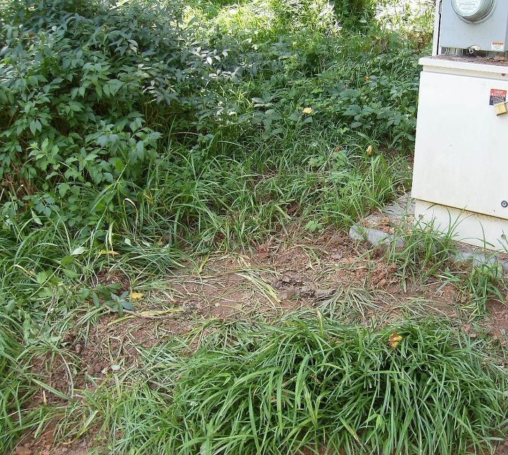 what s an effective way to get rid of liriope my entire front yard, MORE of the stuff It stretches several more feet to the right and several feet behind the forsythia on the left of the photo