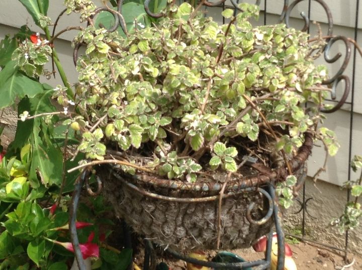 gardening, gardening, succulents, Old chicken wire basket