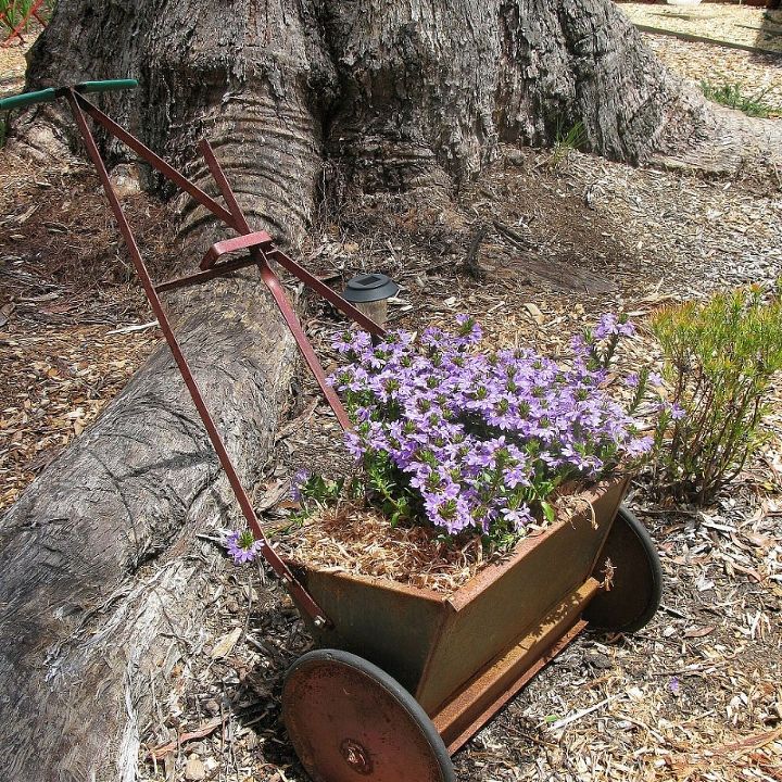 vintage seed spreader planted with scaevola or purple fan flower, flowers, gardening, repurposing upcycling
