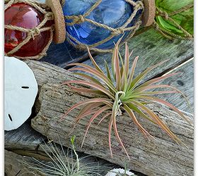 how to care for air plants so they grow multiply, gardening, Air plants are easy to grow just about anywhere