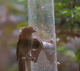 part 2 back story of tllg s rain or shine feeders, outdoor living, pets animals, urban living, This image can be found in stories on TLLG s tumblr pages