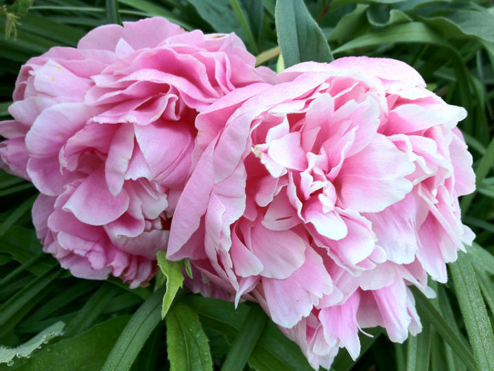 peonies in loving memory mothers day flower extraordinaire, flowers, gardening, Pink Double Peonies HappyMothersDay