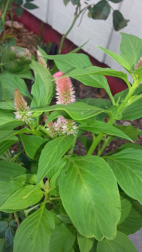 please help me identify these plants if you can, gardening