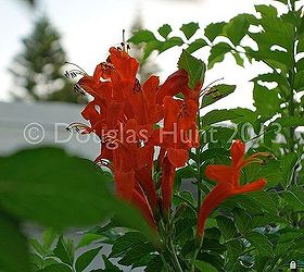 fall color florida style, gardening, Cape honeysuckle Tecoma capensis