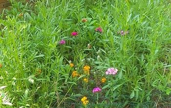 Wildflowers in my backyard