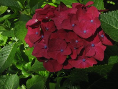 you can change the color of your hydrangreas, flowers, gardening, hydrangea, What s your favorite color of hydrangea