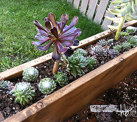 how to make a succulent window box, flowers, gardening, succulents, woodworking projects, Window box was made using waste lumber from another project