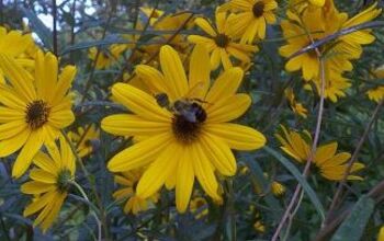 I wanted to share these pictures of swamp helianthus in my church memorial garden.