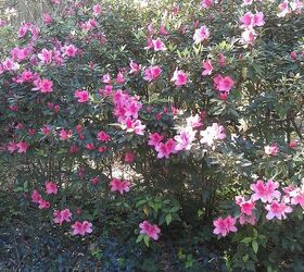 spent a long weekend in st simon s island georgia, gardening, landscape, outdoor living, Look at the azaleas in bloom