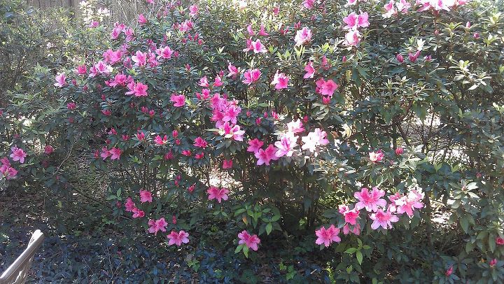 spent a long weekend in st simon s island georgia, gardening, landscape, outdoor living, Look at the azaleas in bloom