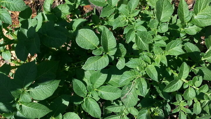 could anybody tell me what these are, gardening