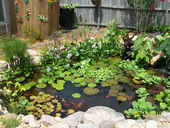 before and after, outdoor living, pets animals, ponds water features