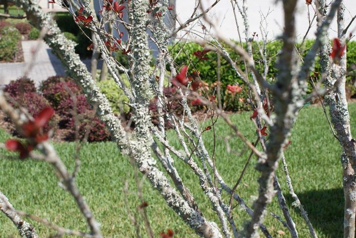 new pictures, flowers, gardening, landscape, This sick plant has lichen growing on the stems It can be cleansed with 1 gallon of water 2 tablespoons non sweet mouthwash 2 tablespoons soap and 2 tablespoons of rubbing alcohol