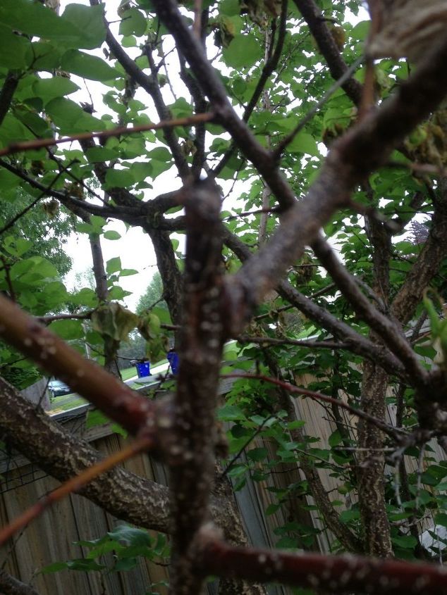 q my apricot tree has been hit with some sort of blight, Closeup