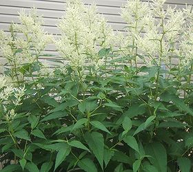 perennial giants, flowers, gardening, perennials, White Persicaria almost makes a hege