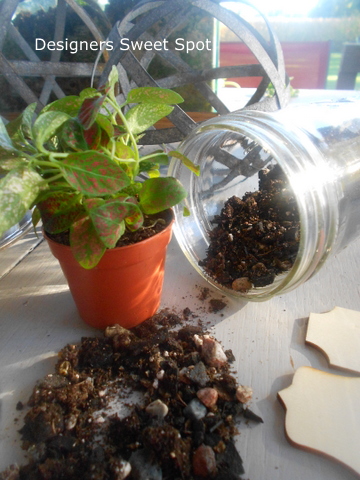 mason jar terrariums, container gardening, crafts, gardening, mason jars, repurposing upcycling, succulents, terrarium, Fairy garden plants such as this Polka Dot plant mini ferns and succulents all do well in small containers