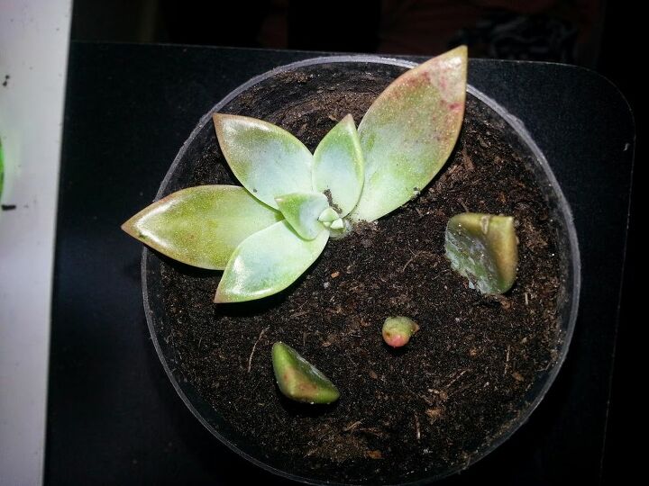 q replanted piece did i do it right, gardening