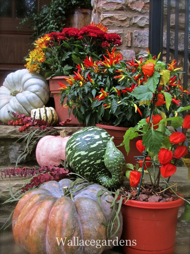 tgif thank god it s fall y all, container gardening, flowers, gardening, seasonal holiday d cor, Groupings of pumpkins and gourds