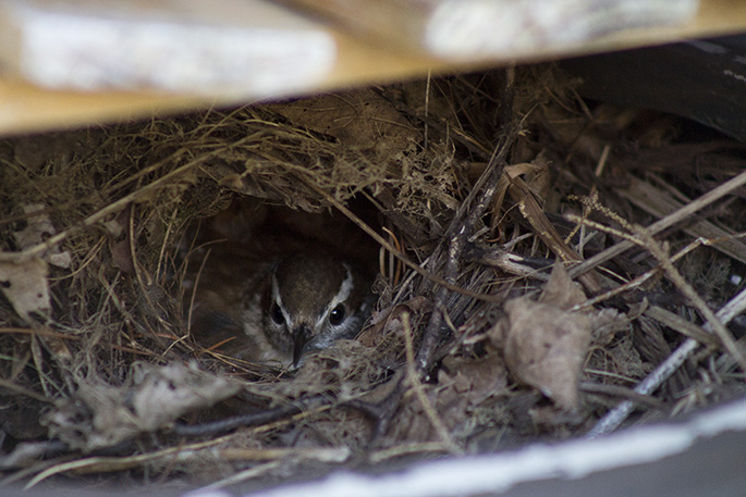 can someone tell me what bird this is, pets animals, Bird in nest