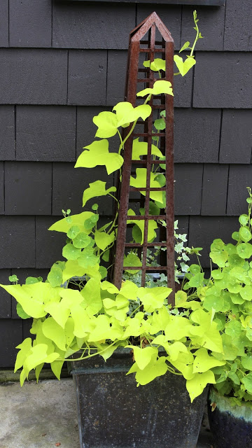 who needs flowers to create a beautiful planter, flowers, gardening, Lime green potato vine variegated ivy and nasturtium leaves add some much needed colour to this metal planter