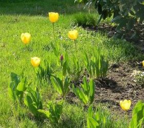 what is blooming at my house today april 24 2013, gardening, my sunny yellow tulips
