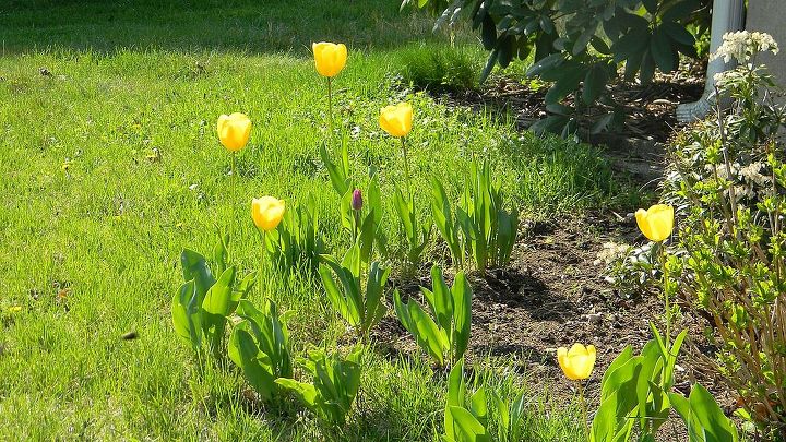 what is blooming at my house today april 24 2013, gardening, my sunny yellow tulips