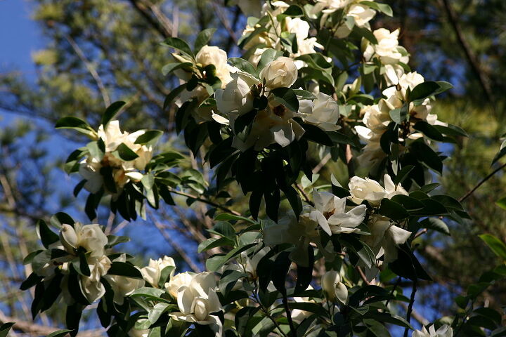 q plant of the week in full bloom on saturday january 28 2012 in georgia hardy to, gardening, plant id