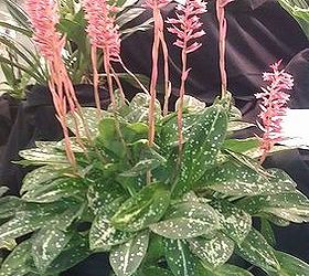pics from 2013 southeastern flower show in atlanta, flowers, gardening, Stenorrhynchos Albidomaculatium Say that 3 times fast ok say it just once lol Mello Spirit is the common name