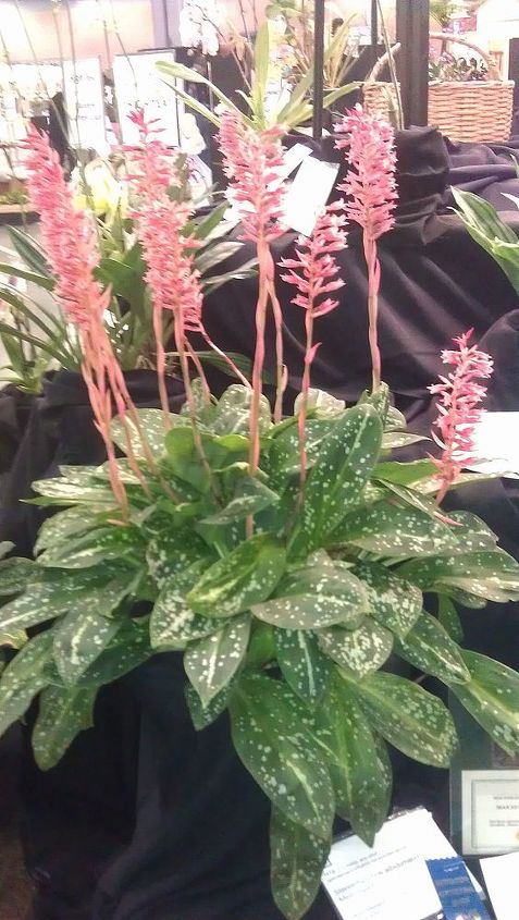 pics from 2013 southeastern flower show in atlanta, flowers, gardening, Stenorrhynchos Albidomaculatium Say that 3 times fast ok say it just once lol Mello Spirit is the common name