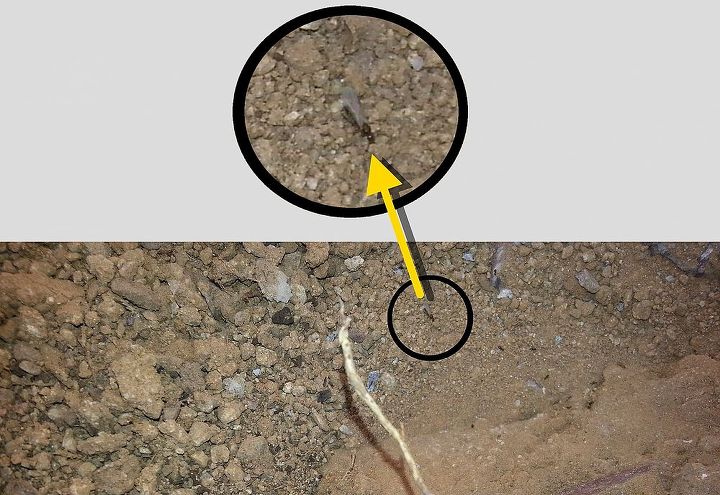 can i fight subterranean termites by myself, pest control