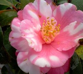 q plants in bloom today in the nursery 21 pictures, gardening, Miss Charleston Camellia