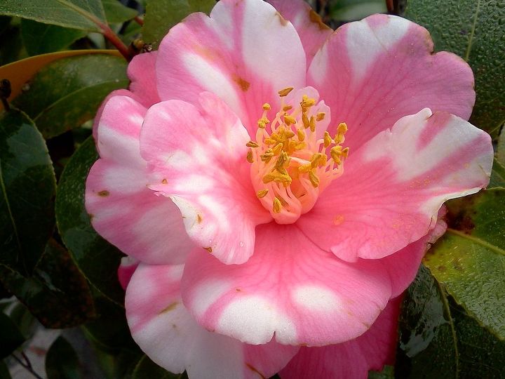 q plants in bloom today in the nursery 21 pictures, gardening, Miss Charleston Camellia