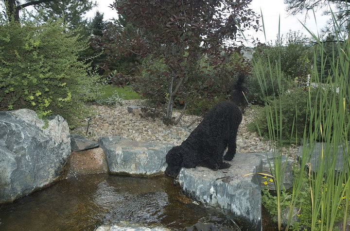water gardening ponds water features waterfalls koi ponds outdoor lifestyle, outdoor living, ponds water features, Even their pup Milo enjoys his pond