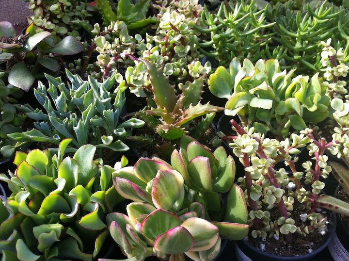 appreciating amp propagating succulents, flowers, gardening, succulents, lush succulents from Home Depot