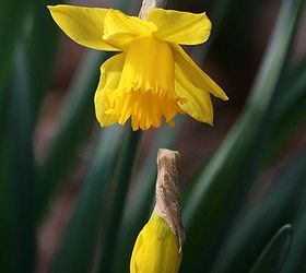 spring daffodils, flowers, gardening