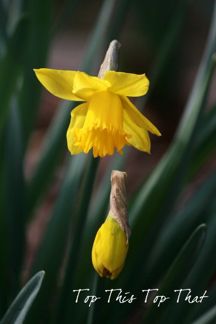 spring daffodils, flowers, gardening