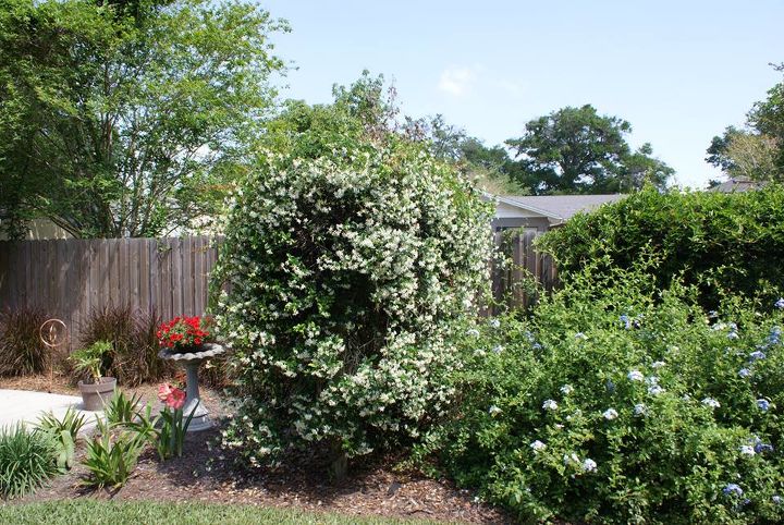 new pictures, gardening, outdoor living, Flowering Jasmine attracts a lot of butterflies Blue plumbago on the right