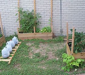 my inexpensive space limited apartment dweller garden, diy, flowers, gardening, how to, raised garden beds, urban living, Growing