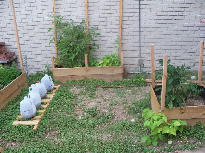 meu jardim barato e com pouco espao para os moradores de um apartamento, Crescendo