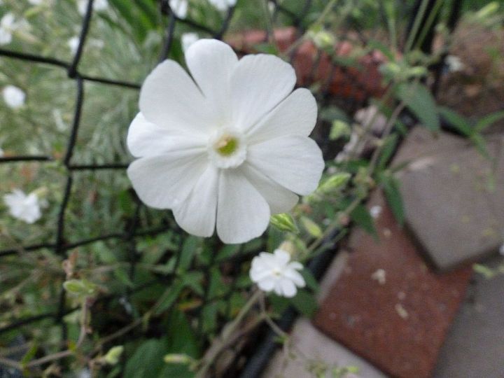 q please help identify this plant, flowers, gardening