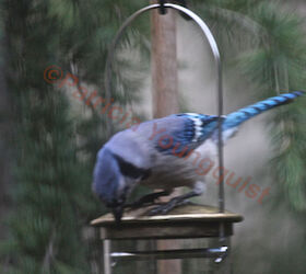 rain or shine bird feeders to perch or not may be the question, container gardening, gardening, outdoor living, pets animals, urban living, A youngster bluejay checks out WBUSS Feeder View One Referred to as Photo Twelve in post