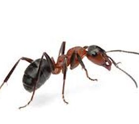 Hormigas del pavimento