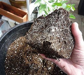 how to take care of your new tomato plants, container gardening, gardening, Check out those healthy roots