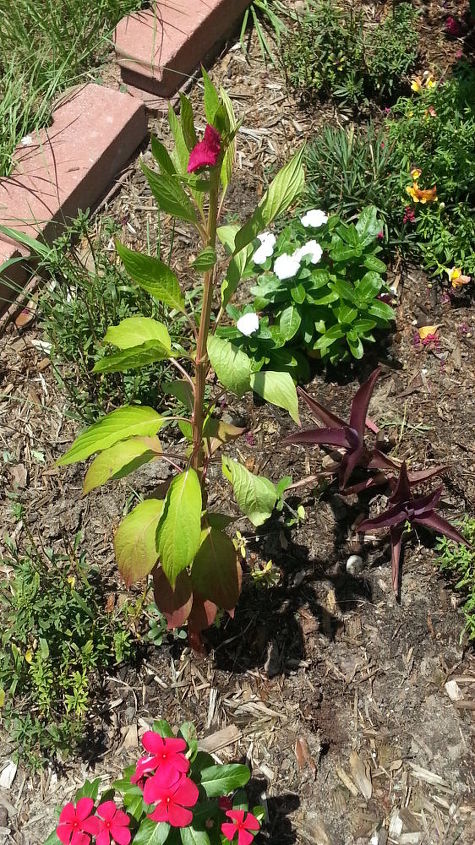 please help me identify these plants if you can, gardening