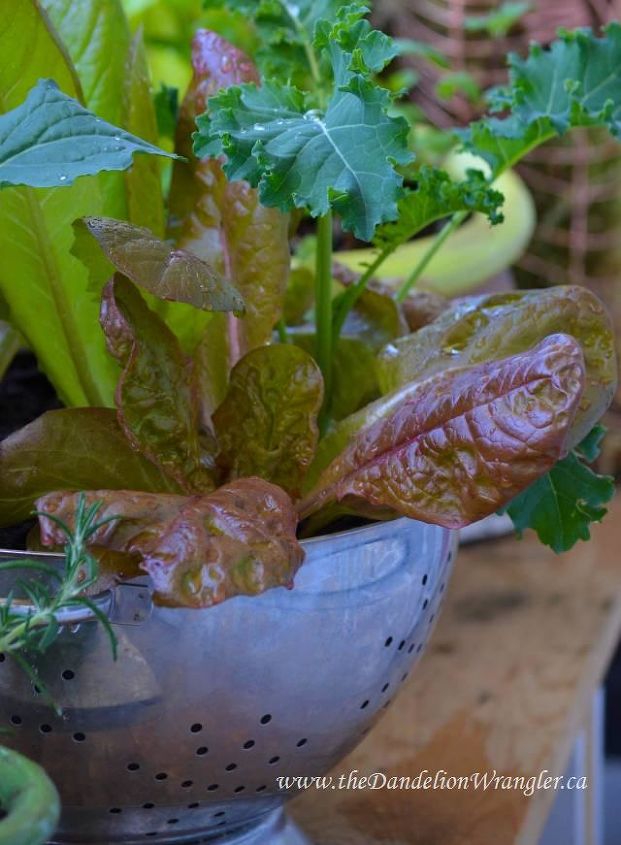 market treasures, container gardening, gardening, Heirloom lettuce kale colanders ready for your next salad
